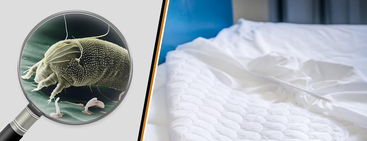 Désinsectisation et désinfection de vos acariens auprès des des particuliers et des professionnels Désinsectisation et désinfection de vos acariens auprès des des particuliers et des professionnels