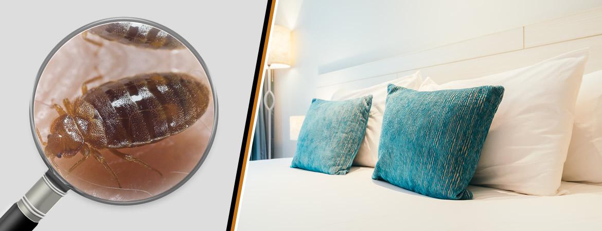 Pour lutter contre l’infestation des punaises de lit ou puces de lit, AEP Habitat intervient par des moyens mécaniques et des insecticides professionnels très puissants Pour lutter contre l’infestation des punaises de lit ou puces de lit, AEP Habitat intervient par des moyens mécaniques et des insecticides professionnels très puissants