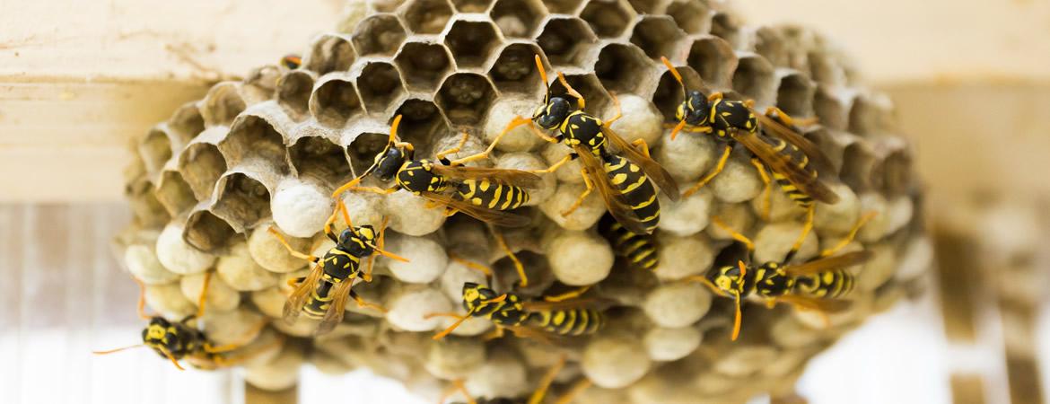 Notre entreprise de désinsectisation située à Orange intervient dans la désinsectisation de guêpes et destruction de nids de Guêpes Notre entreprise de désinsectisation située à Orange intervient dans la désinsectisation de guêpes et destruction de nids de Guêpes