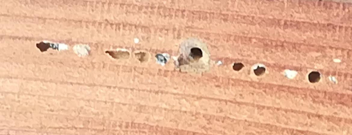 Nous intervenons dans le traitement des poutres et charpentes, contre les insectes xylophages, insectes du bois ou vers de bois Nous intervenons dans le traitement des poutres et charpentes, contre les insectes xylophages, insectes du bois ou vers de bois