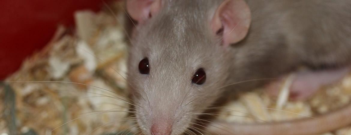 Urgence extermination guêpes, frelons, Orange, Vaucluse Urgence extermination guêpes, frelons, Orange, Vaucluse