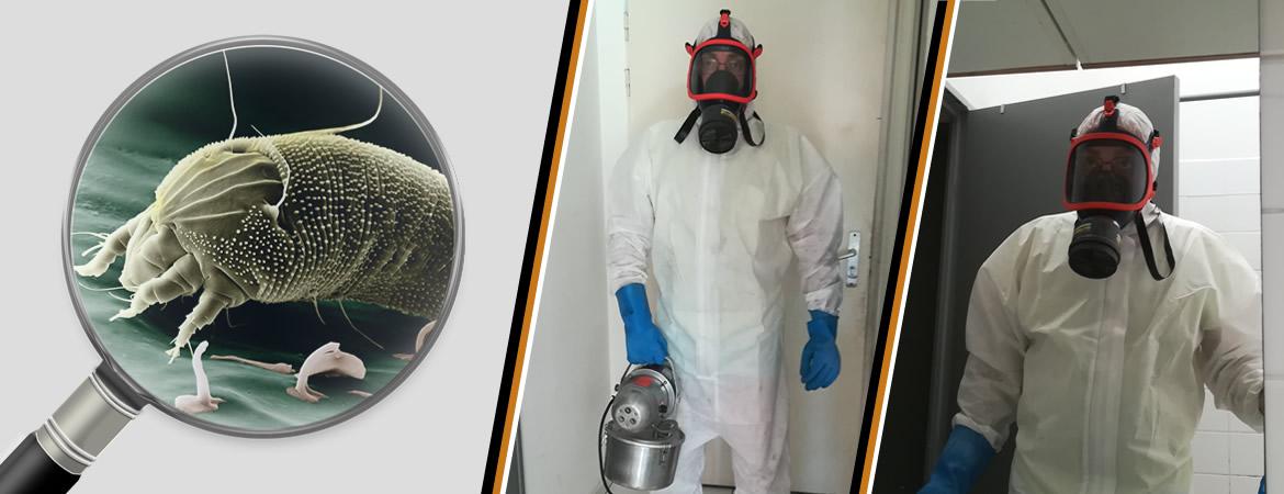 Urgence punaises de lit et puces de lit, Vaucluse Urgence punaises de lit et puces de lit, Vaucluse