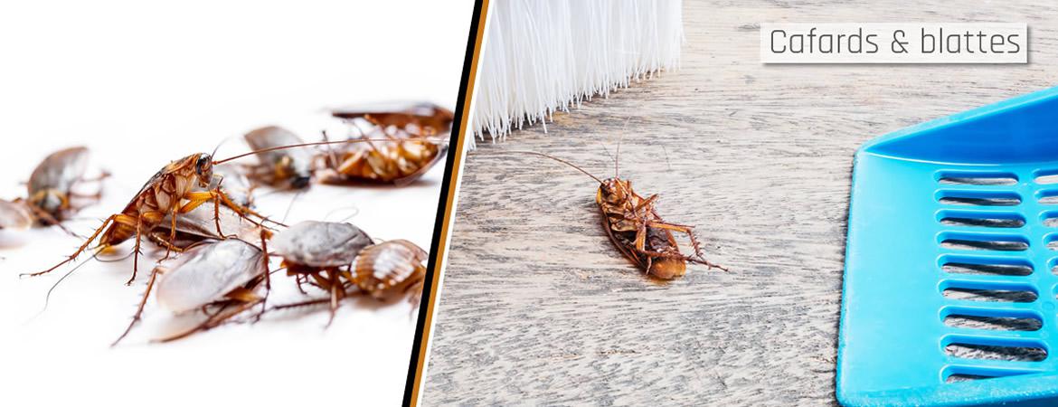 Urgence punaises de lit et puces de lit, Vaucluse Urgence punaises de lit et puces de lit, Vaucluse