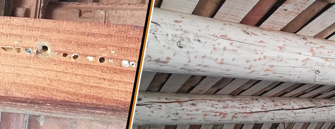 Traitement poutre, charpente