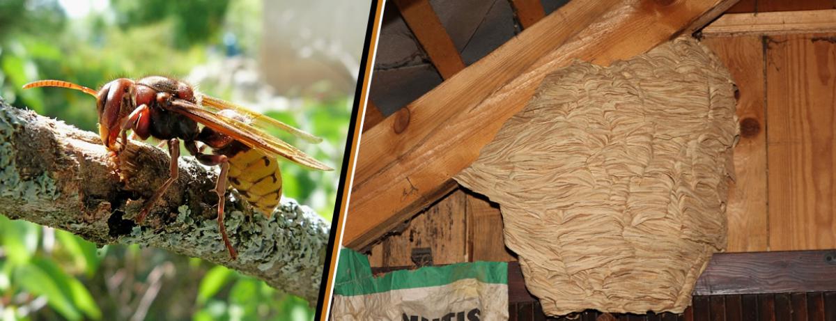 Destruction de nids de frelons, Vaucluse