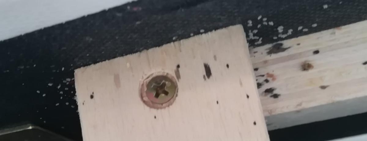 Oeufs de punaise de lit : Désinsectisation punaise de lit à Bollène, Vaucluse