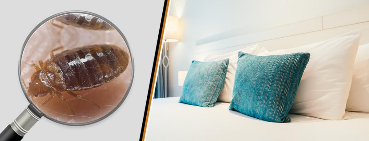 Désinsectisation punaise de lit, puce de lit, Bollène