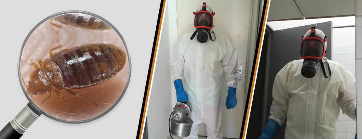 Désinsectisation punaise de lit, puce de lit, Le Pontet