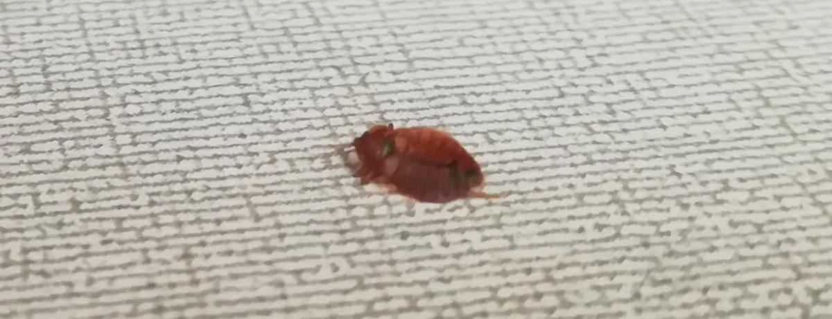 Désinsectisation punaise de lit, Sorgues